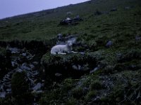 Wales Sheep
